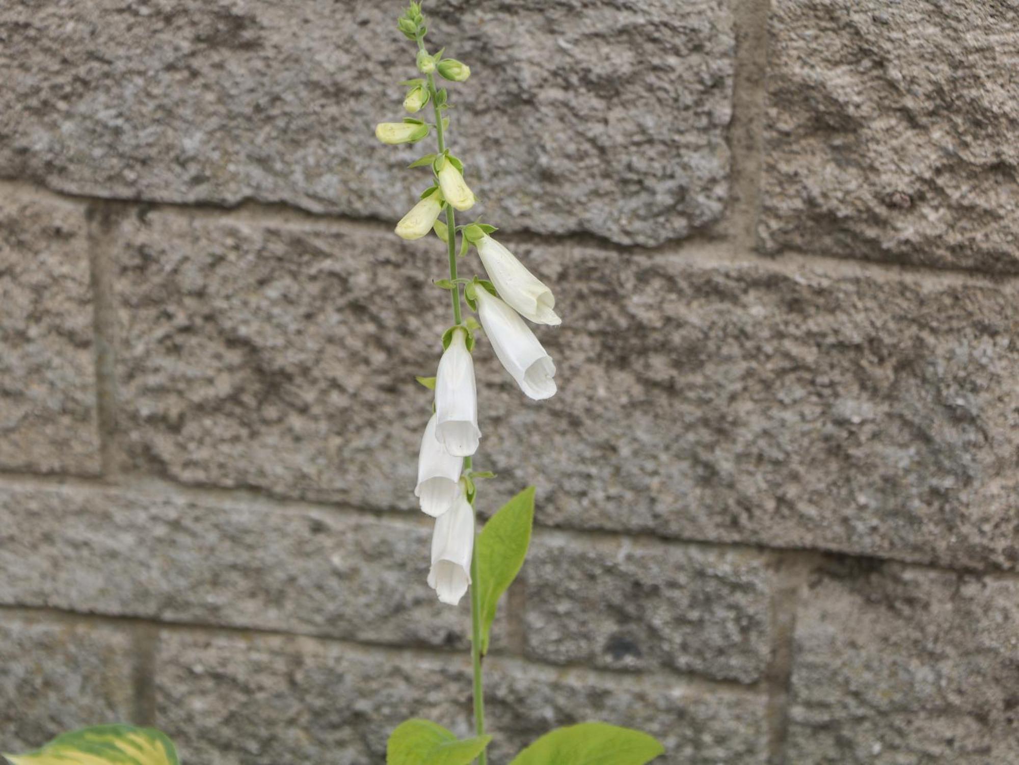 Foxgloves キャッスルトン エクステリア 写真
